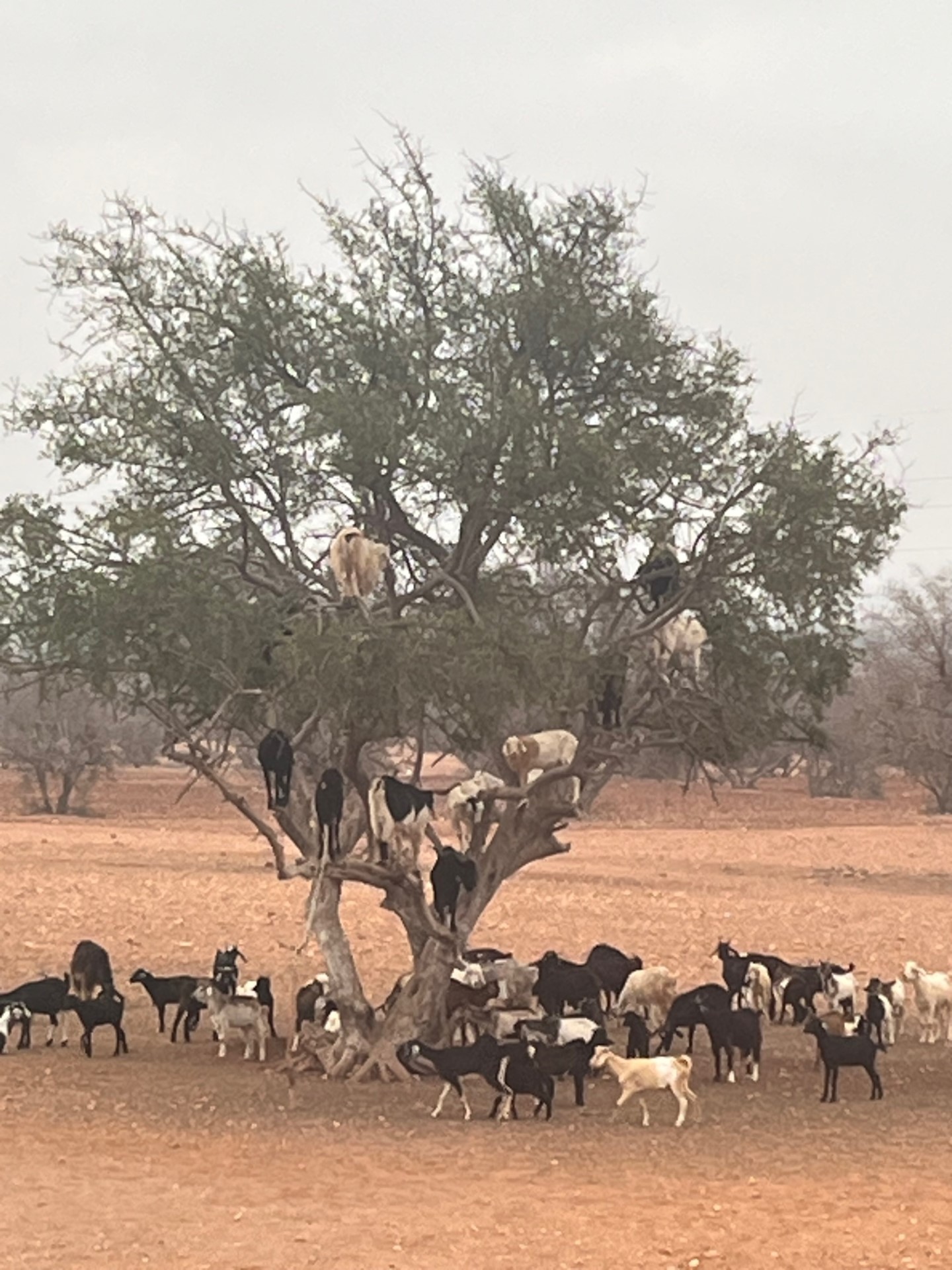 Agadir argon oil tree goats – Valent